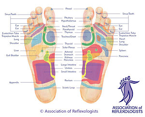 Reflexology. footmap